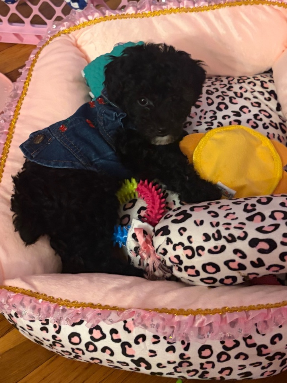 Embroidered Cherry Denim Dog Jacket - Dark Blue - Picture 2 of 7